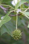 Sweetgum